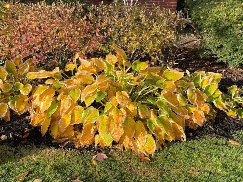 Keep Soil Moist During A Dry October