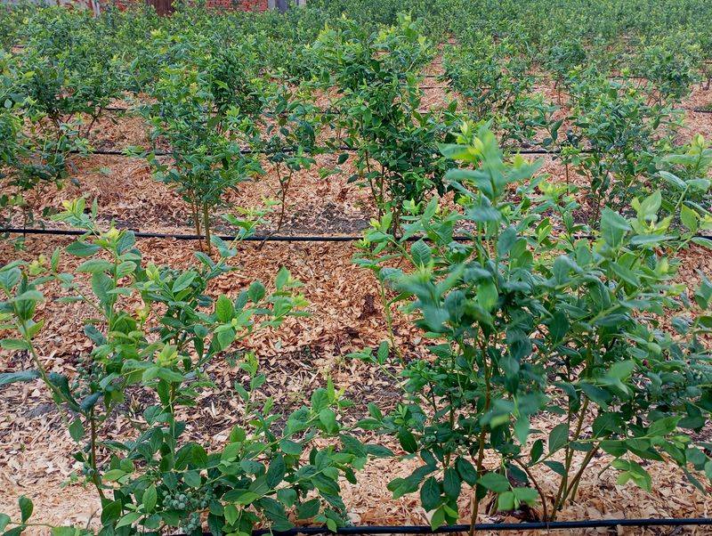 Keep Soil Moisture Steady Through Fall Keep Soil Moisture Steady Through Fall