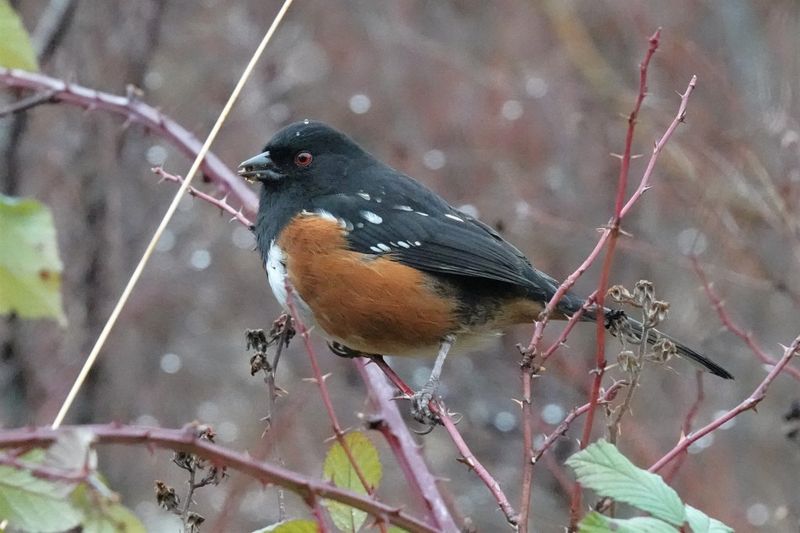 Keep Some Ground-Level Habitat If You Want More Towhee Visits Keep Some Ground-Level Habitat If You Want More Towhee Visits