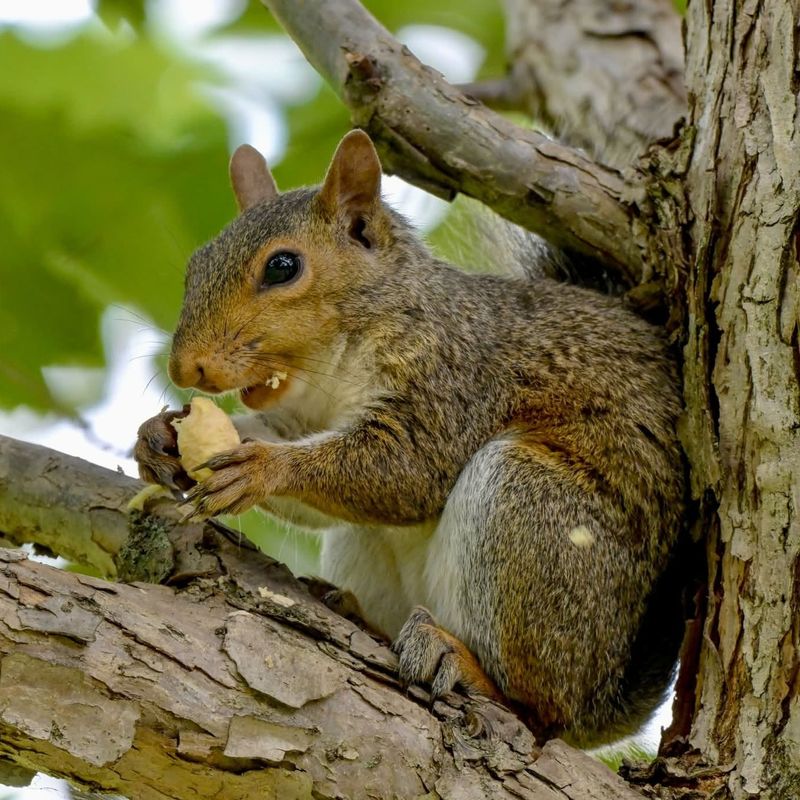 Keep Squirrels Off Isolated Trees