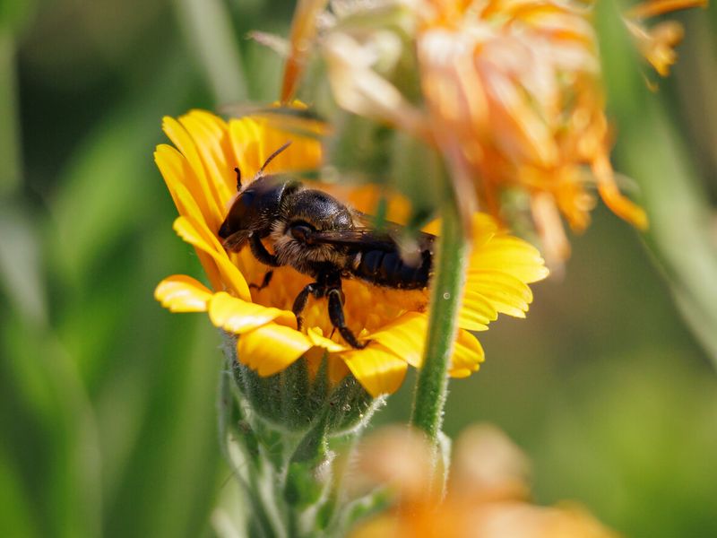Keep Stems Standing for Bees and Birds Keep Stems Standing for Bees and Birds