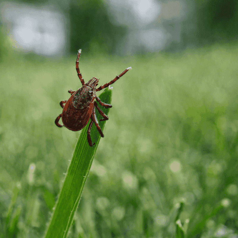 Keep Tall Grass And Brush From Crowding The Lawn Keep Tall Grass And Brush From Crowding The Lawn