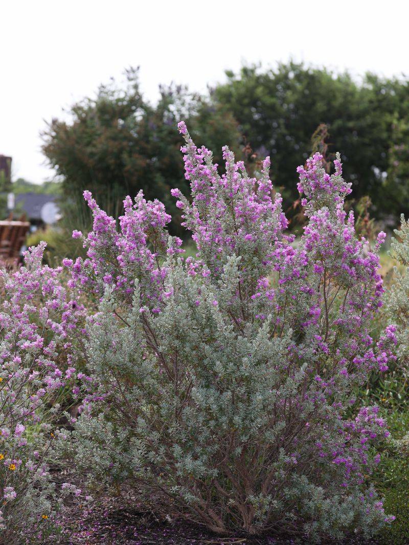 Keep Texas Sage Looking Its Best