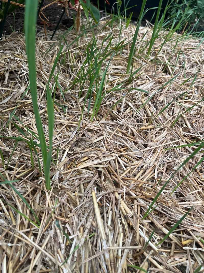 Keep The Bed Weed Free Through Winter