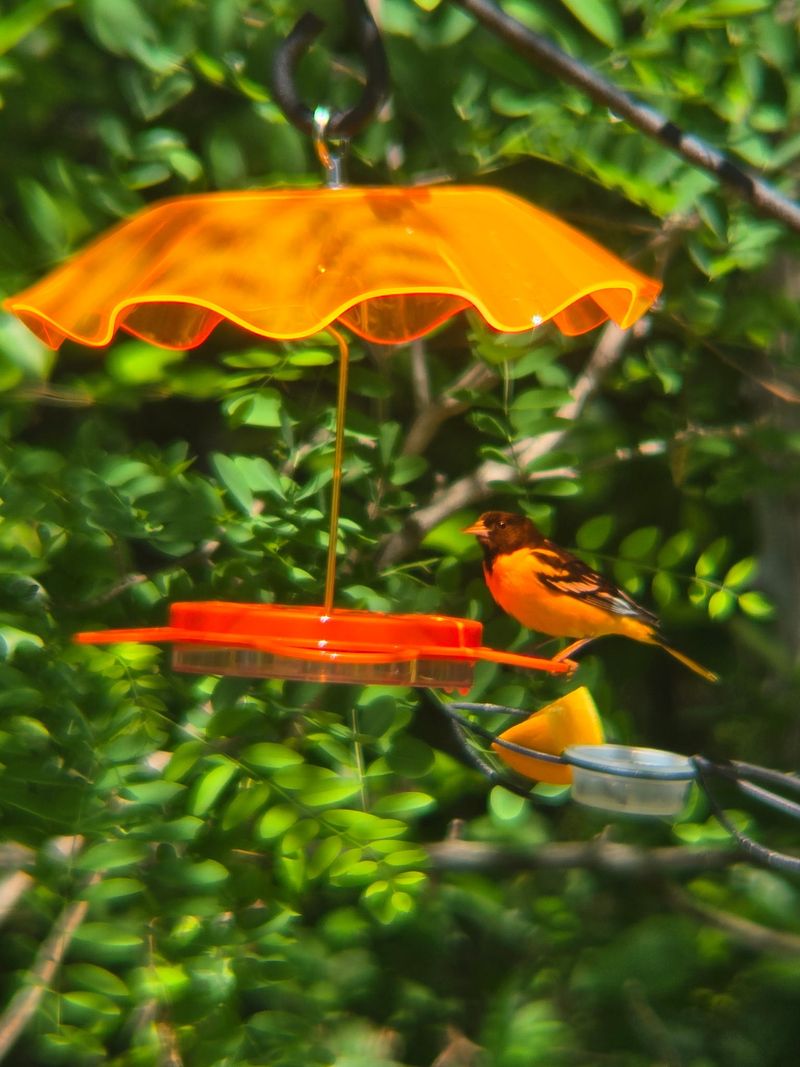 Keep The Feeding Area Clean During Migration