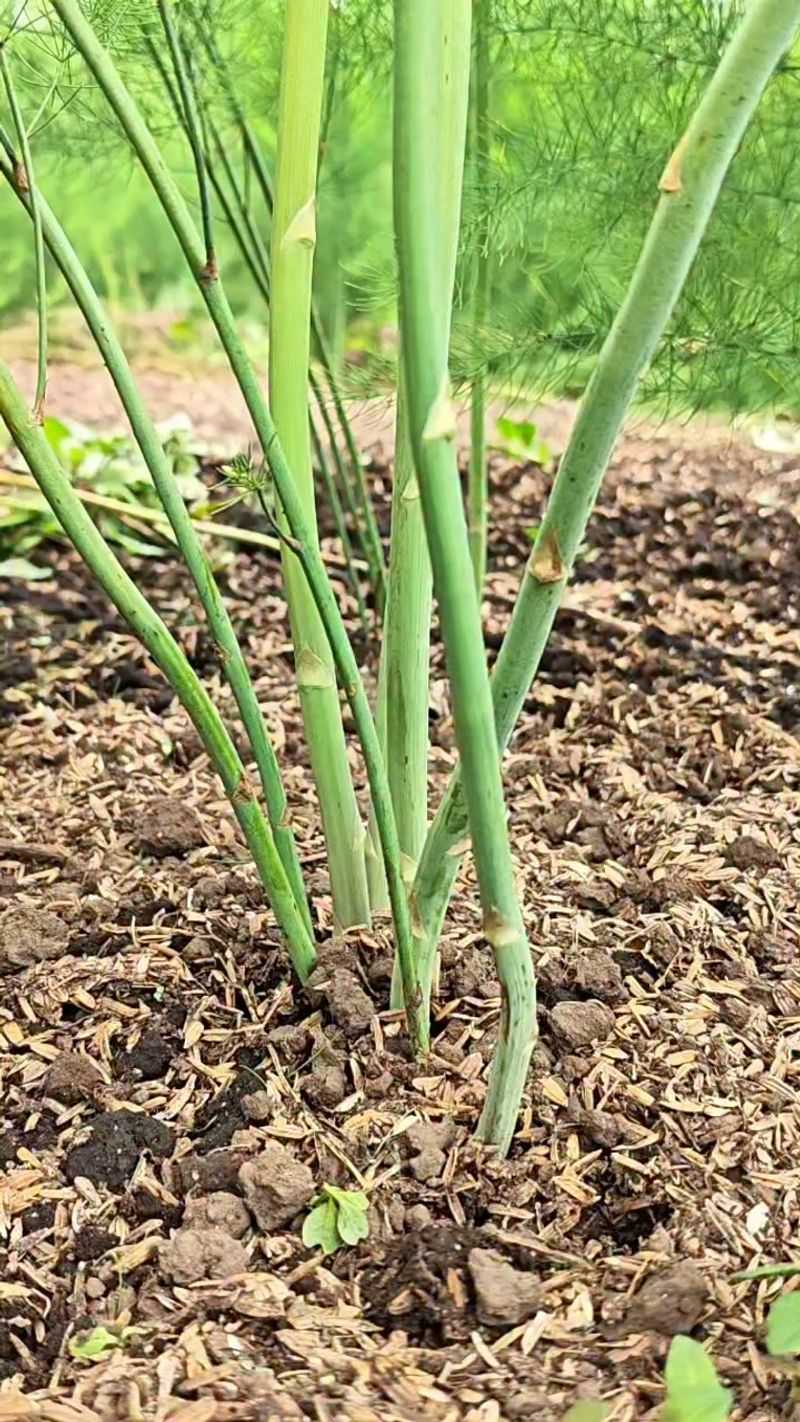 Keep The Fern Green As Long As Possible Keep The Fern Green As Long As Possible