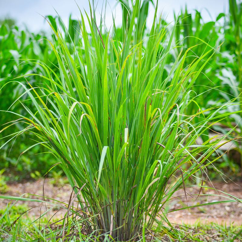 Keep The Grass Without Giving Snakes A Covered Route To The House Keep The Grass Without Giving Snakes A Covered Route To The House