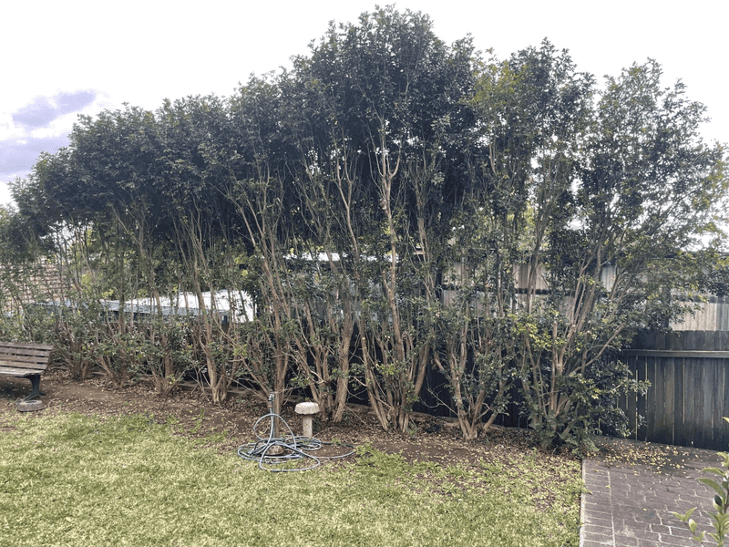 Keep The Hedge Watered Before Winter Keep The Hedge Watered Before Winter