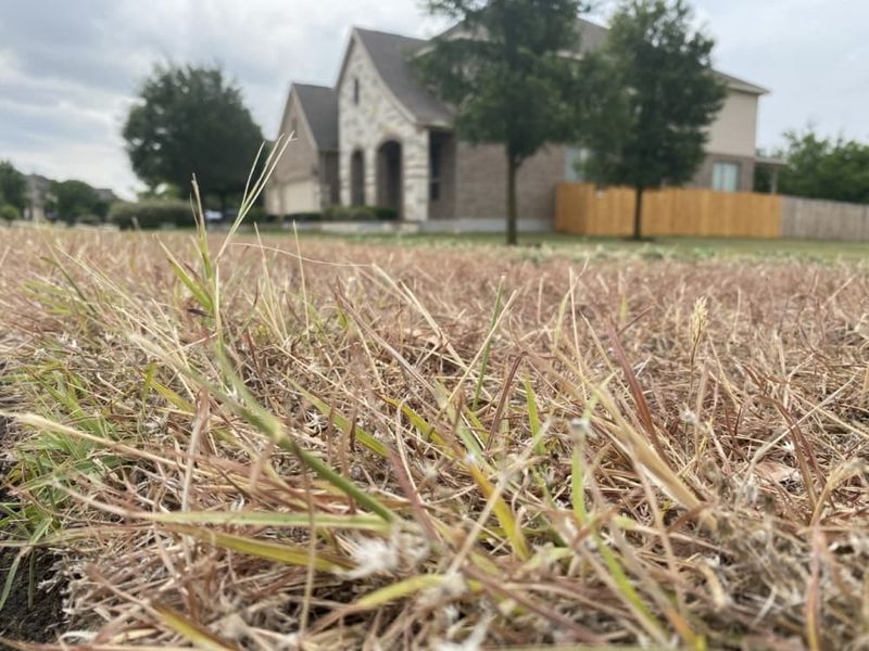 Keep The Mower Going Until Growth Finally Stops