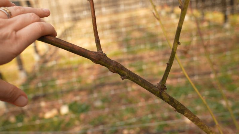 Keep The New Canes Growing For Next Year's Crop