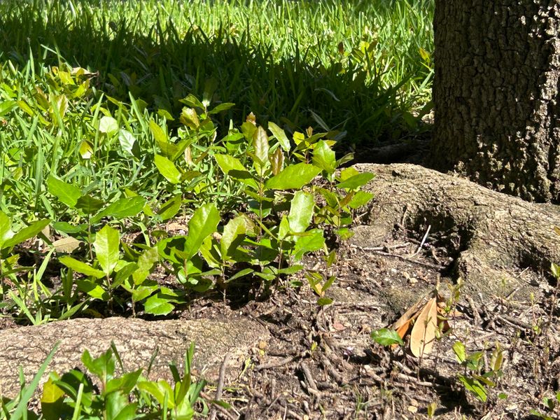 Keep The Oaks That Landed In The Right Place By Chance