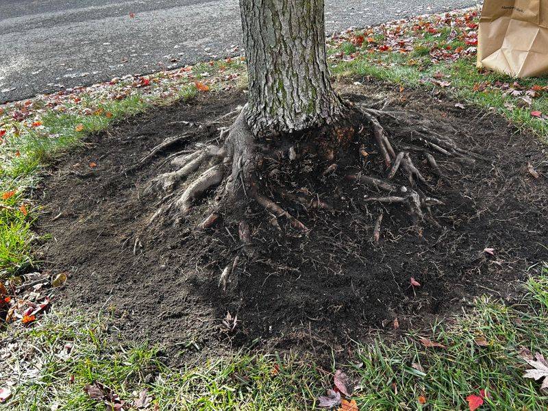 Keep The Root Flare Clearly Visible