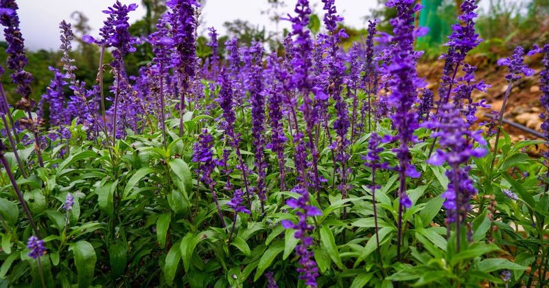 Keep The Root Zone From Becoming Bone-Dry