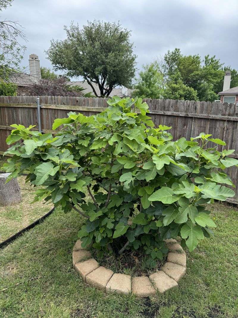 Keep The Root Zone From Drying Out