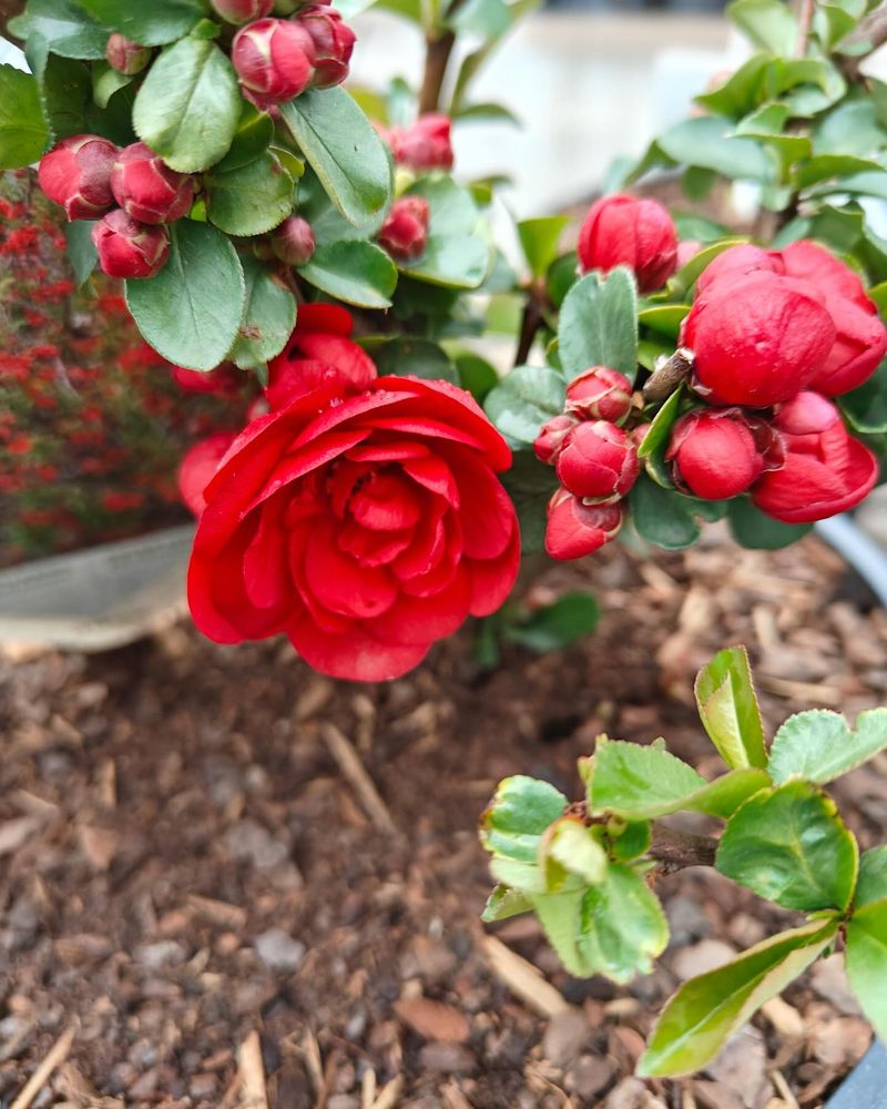 Keep The Root Zone Moist During Dry Fall Weather Keep The Root Zone Moist During Dry Fall Weather