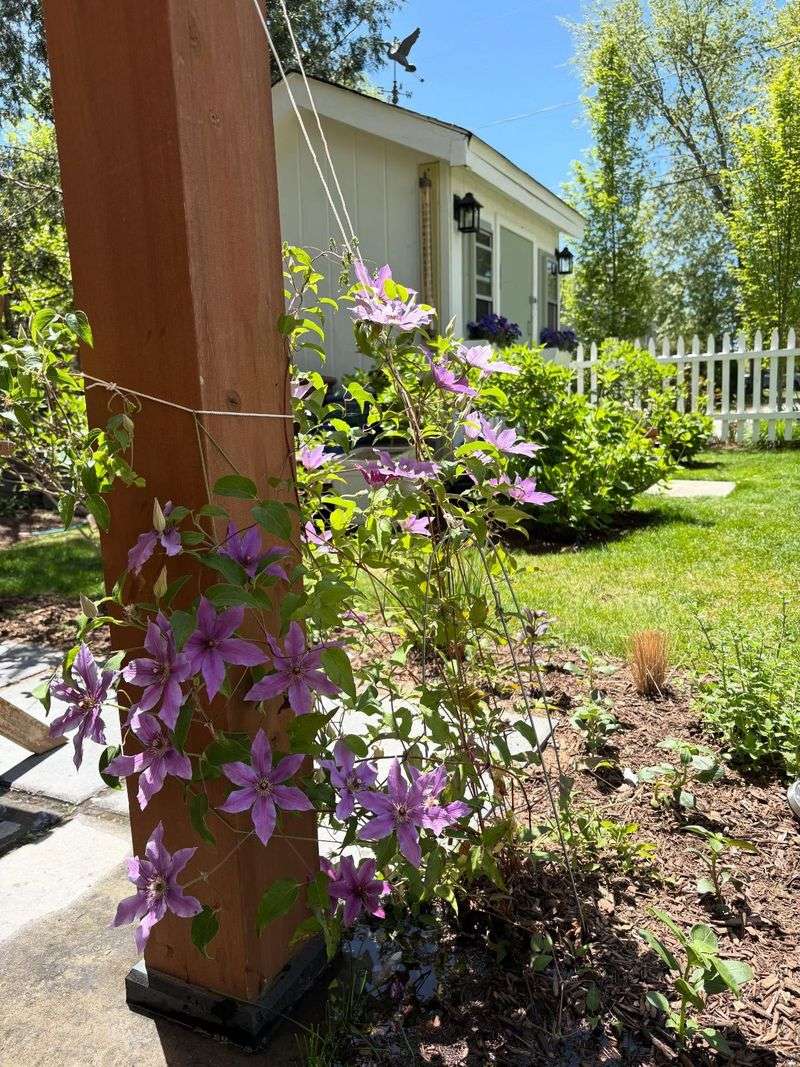 Keep The Roots Cool With Mulch