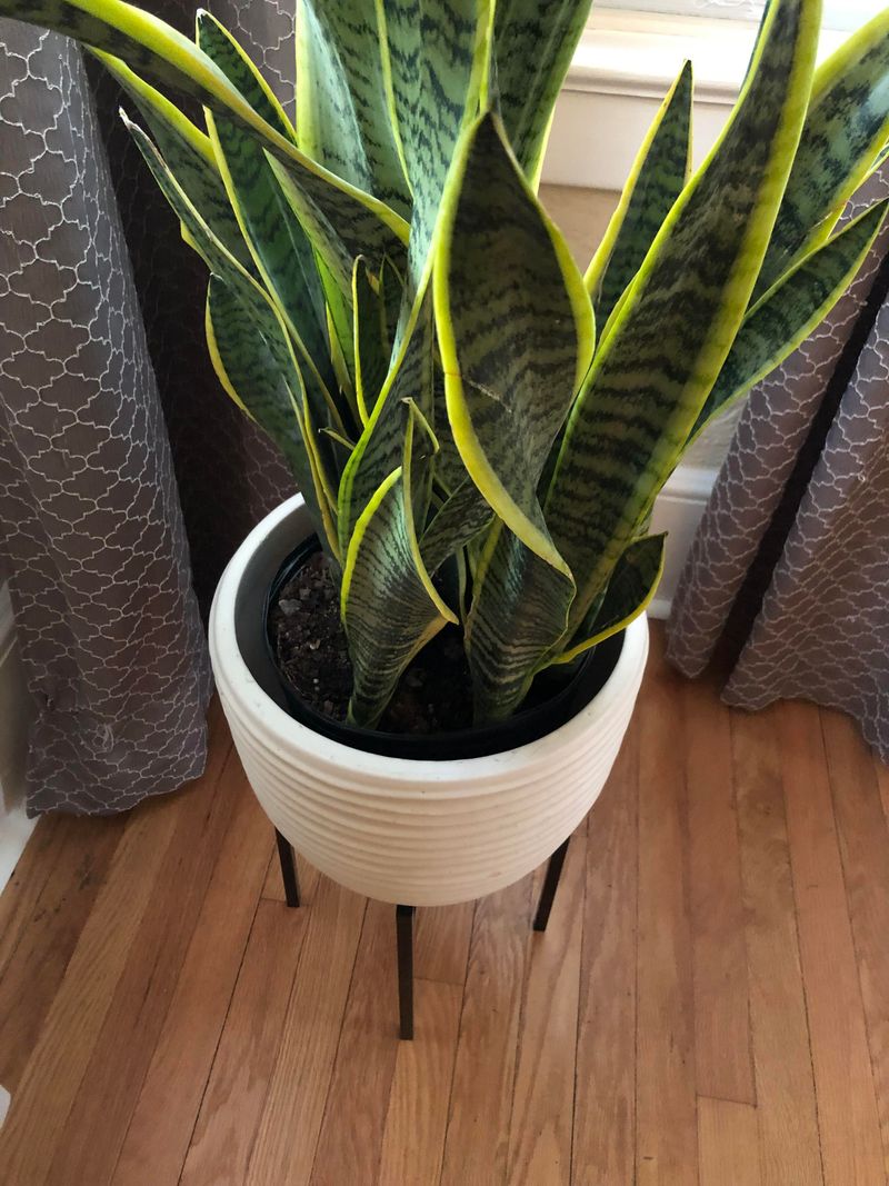 Keep The Roots Snug And Crowded Keep The Roots Snug And Crowded