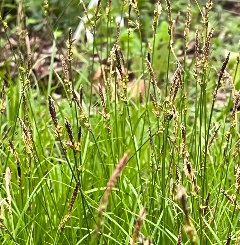 Keep The Sedge Looking Natural With Minimal Care Keep The Sedge Looking Natural With Minimal Care