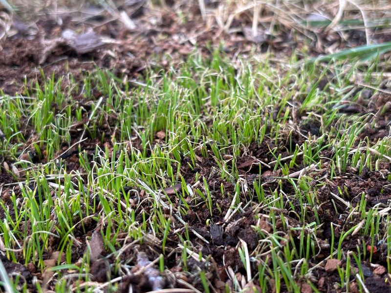 Keep The Seed Moist After Planting