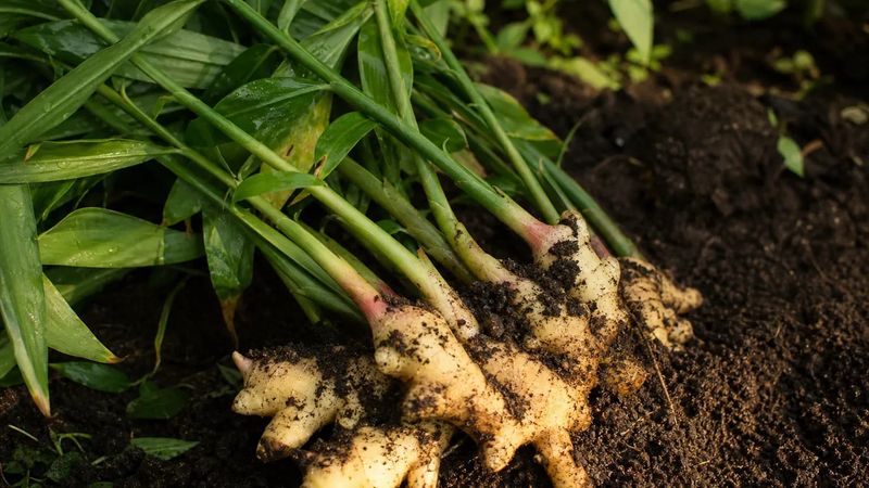 Keep The Soil Consistently Moist Keep The Soil Consistently Moist
