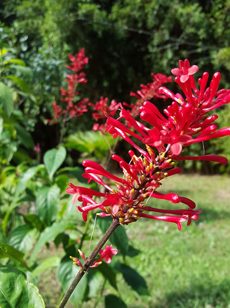 Keep The Soil Moist While Firespike Is Blooming