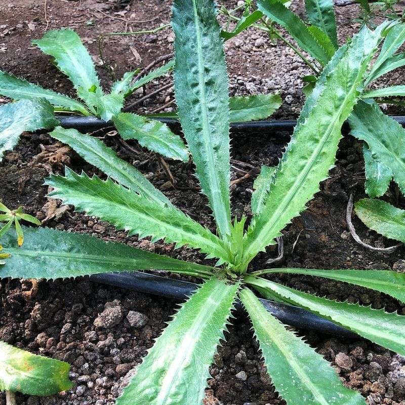 Keep The Soil Moist Without Leaving It Soggy Keep The Soil Moist Without Leaving It Soggy