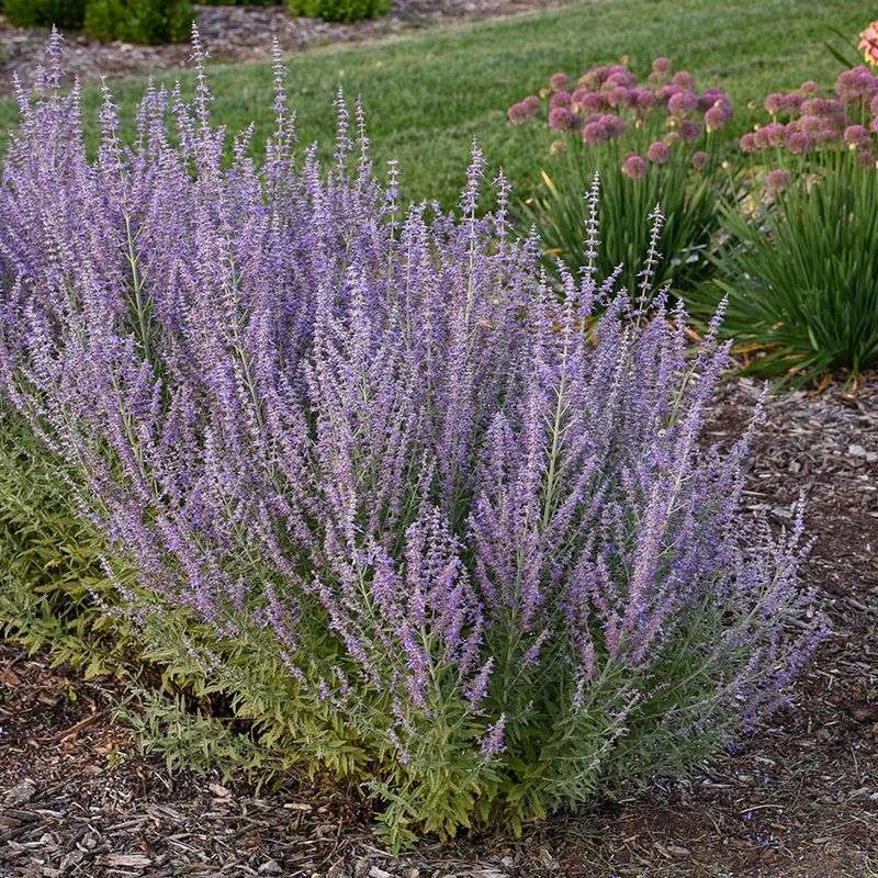 Keep The Soil Well Drained Keep The Soil Well Drained