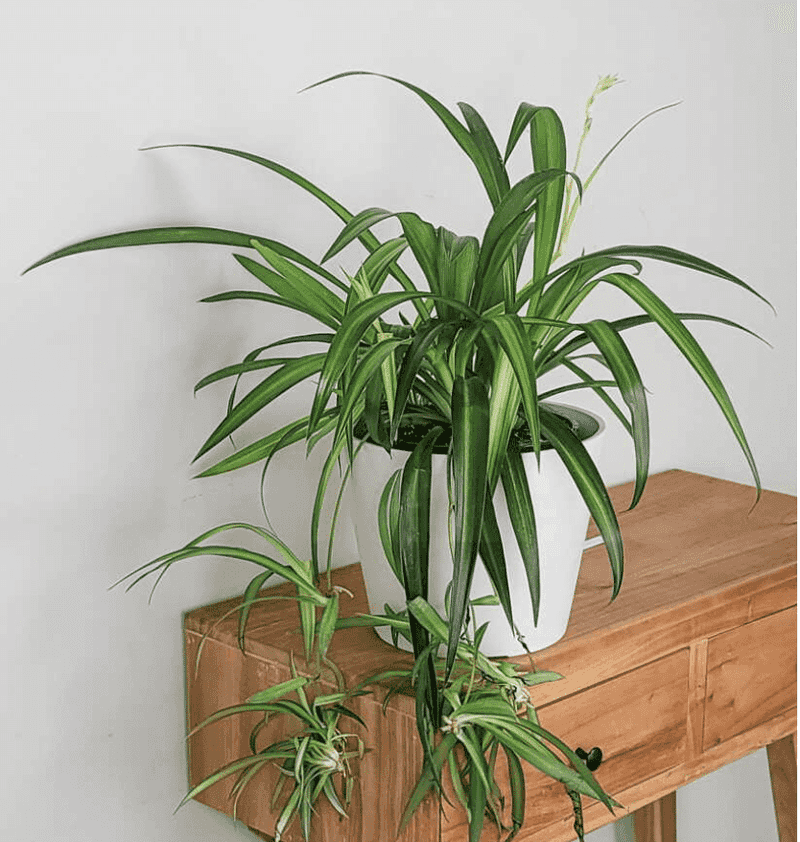Keep Them Away From Temperature Extremes