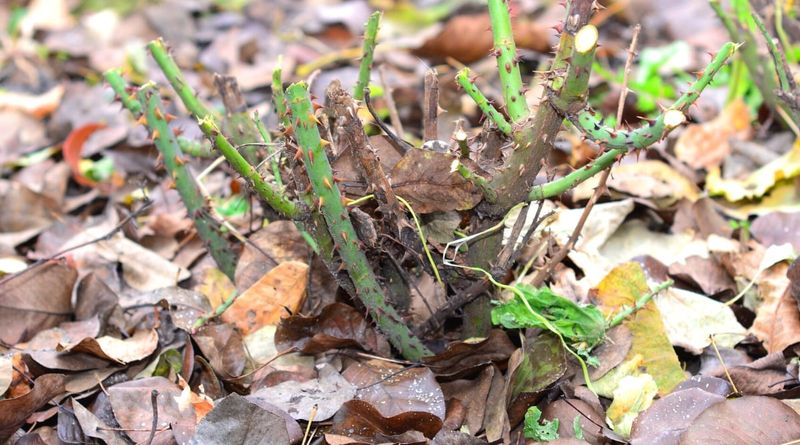 Keep Thick Leaf Mats Off Plant Crowns