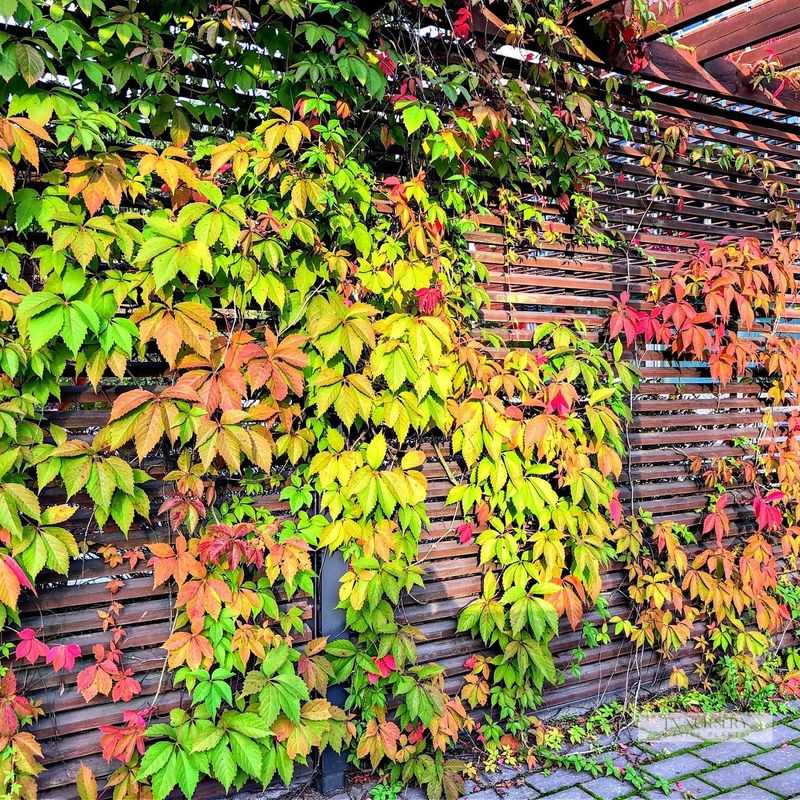 Keep This Vigorous Vine Under Control Keep This Vigorous Vine Under Control