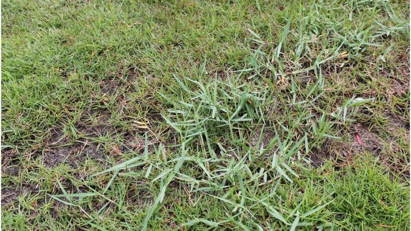 Keep Torpedograss Away From Irrigated Flower Beds