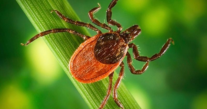 Keep Watching As Blacklegged Tick Activity Picks Up In Fall