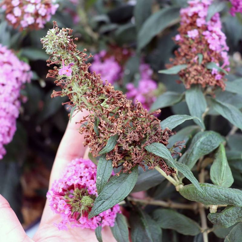 Keep Water Consistent During Fall Blooming