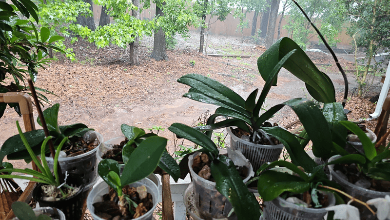 Keep Water Out Of Leaf Crowns And New Growth
