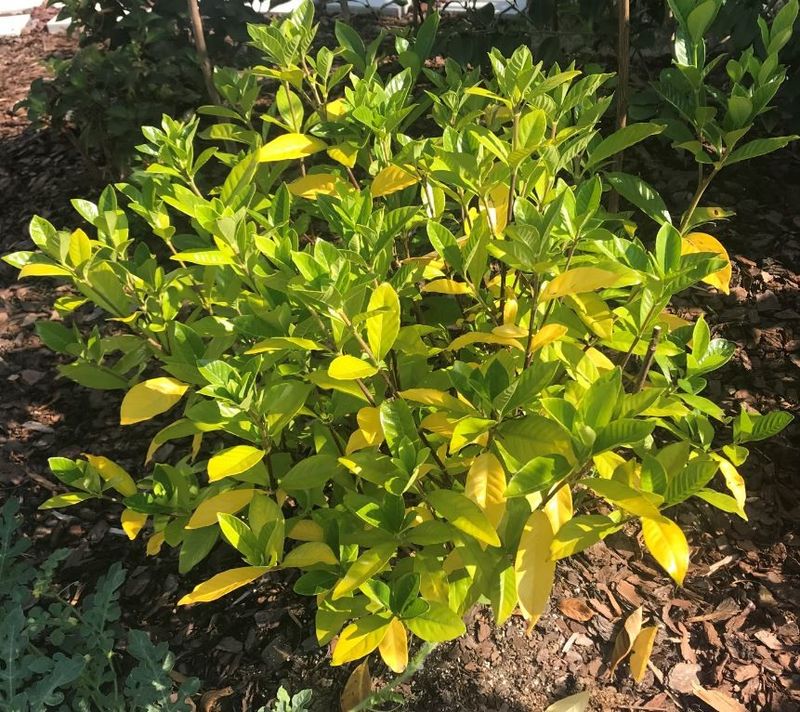 Keep Water Quality In Mind Before Blaming The Gardenia