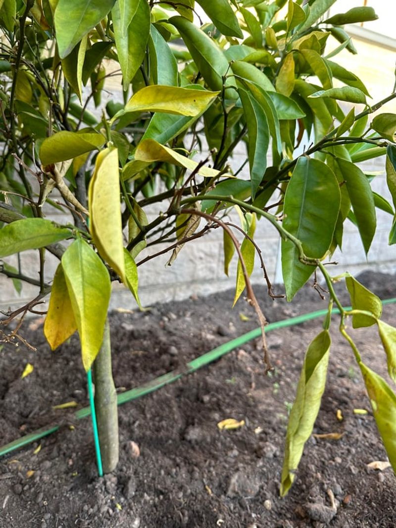 Keep Watering Consistent As Heat Continues