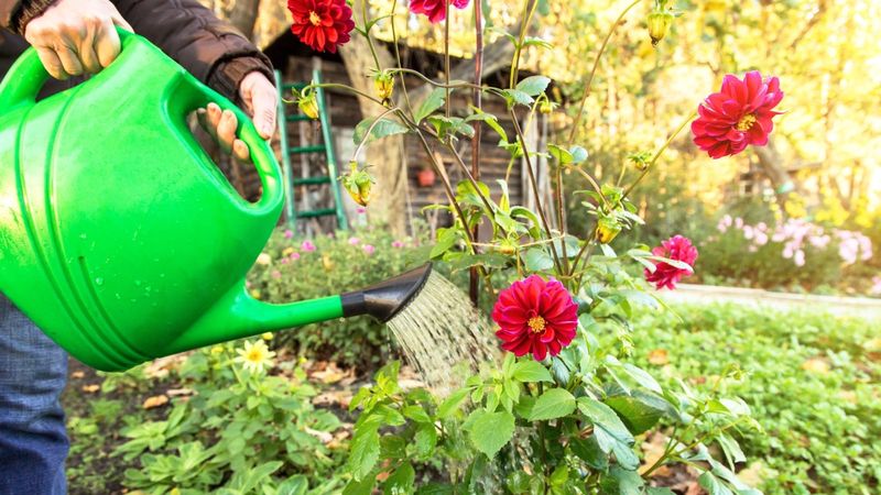 Keep Watering Deeply When Fall Weather Turns Dry