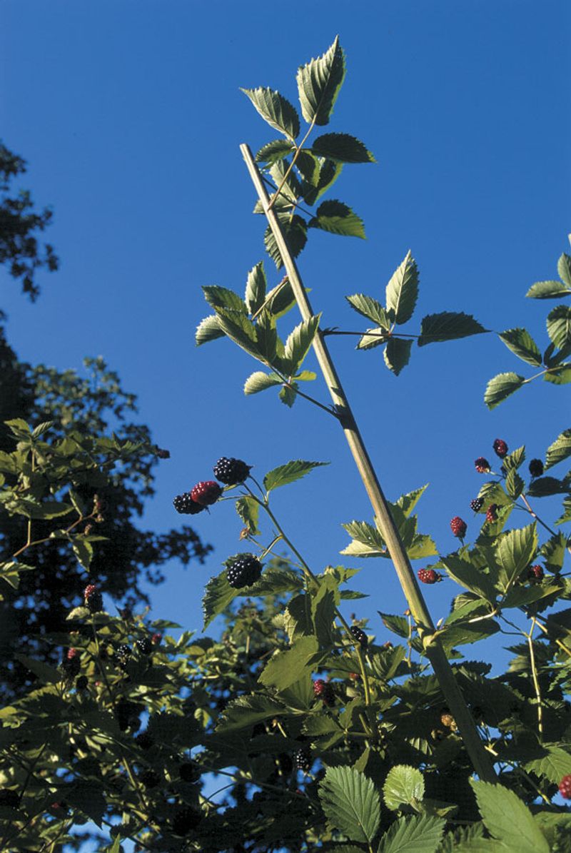 Keep Weeds From Crowding The Base Of The Plants