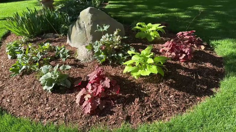 Keep Whole Leaves Off Sensitive Plant Crowns Keep Whole Leaves Off Sensitive Plant Crowns