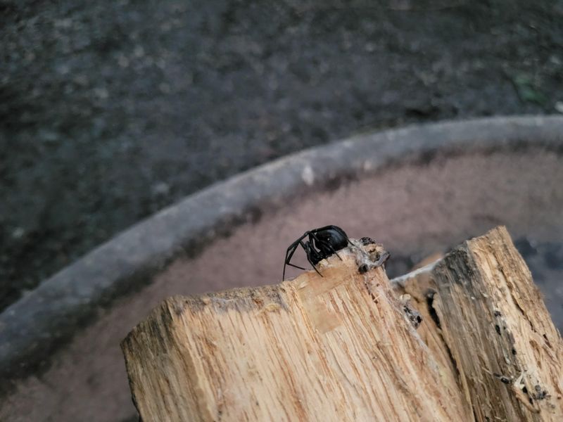 Keep Wood Stacked Away From Structures
