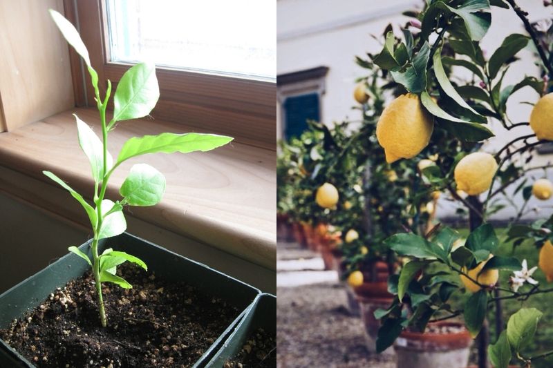 Keep Young Citrus Fed While Fruit And Canopy Grow
