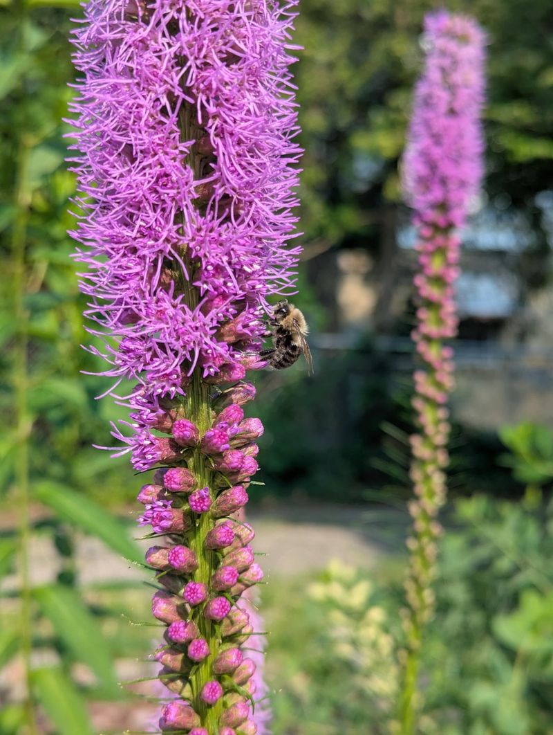 Keep Your Garden Alive After Summer
