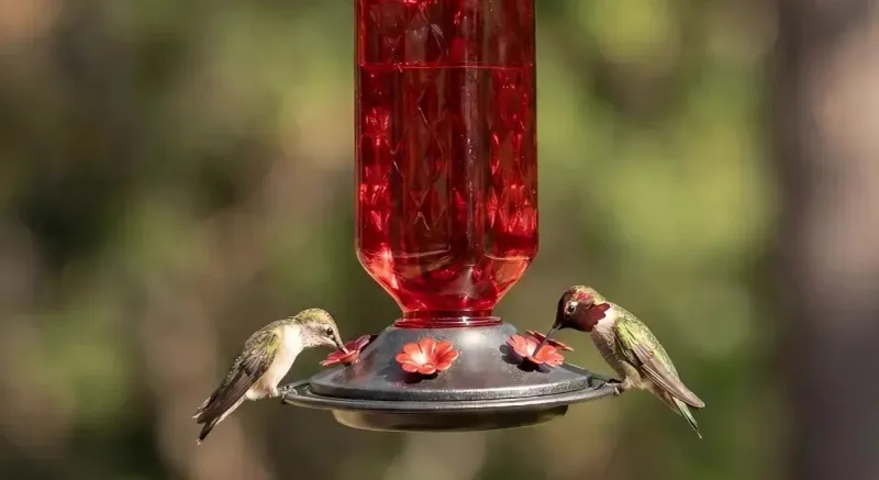 Keep access open as sightings change