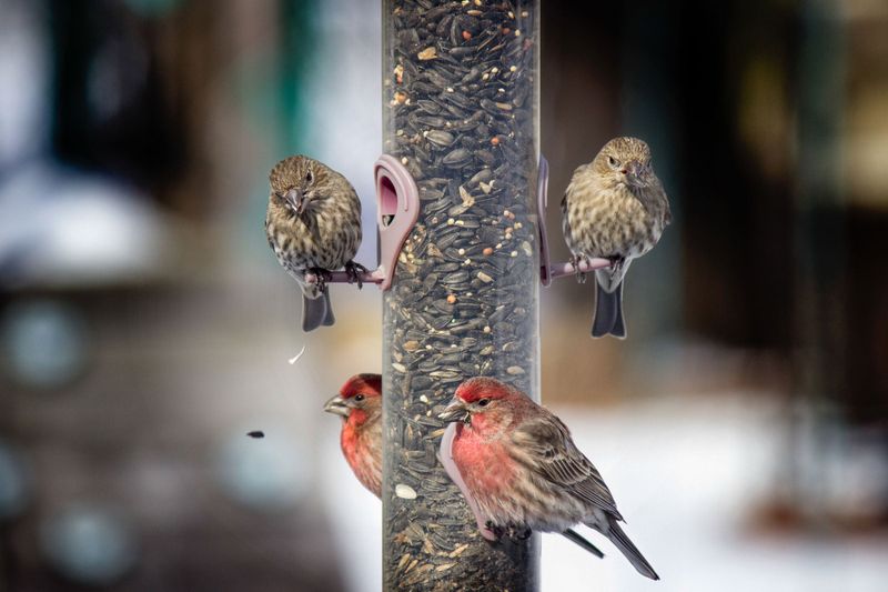 Keep an Arizona Goldfinch Yard Healthy and Realistic