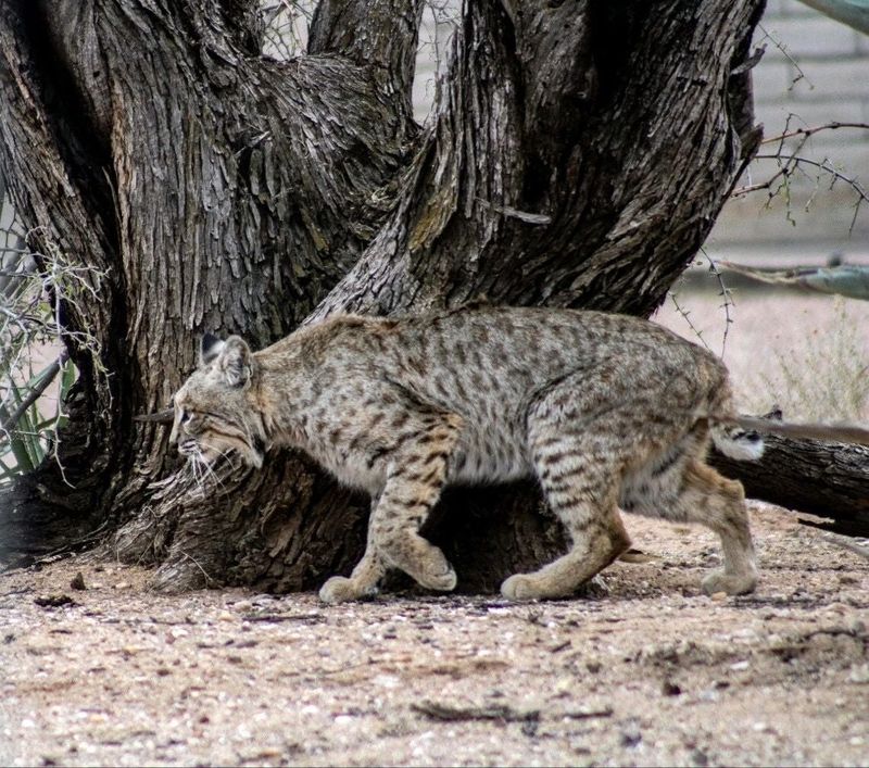 Keep away from unfamiliar or abnormal wildlife
