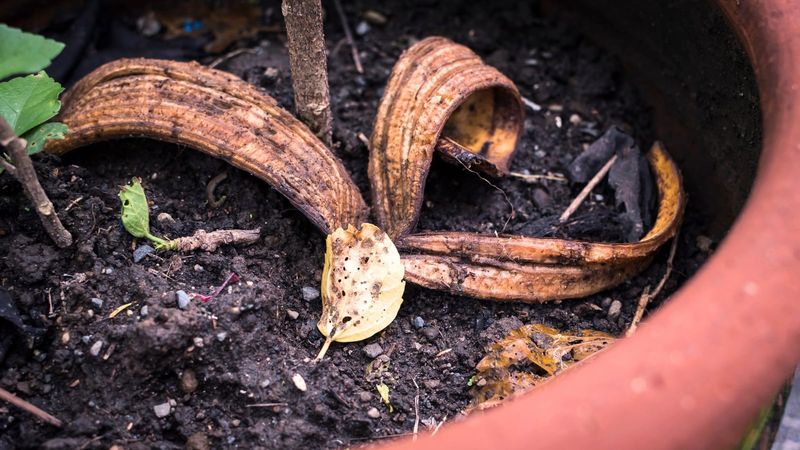Keep banana peel and raw egg out of the propagation pot