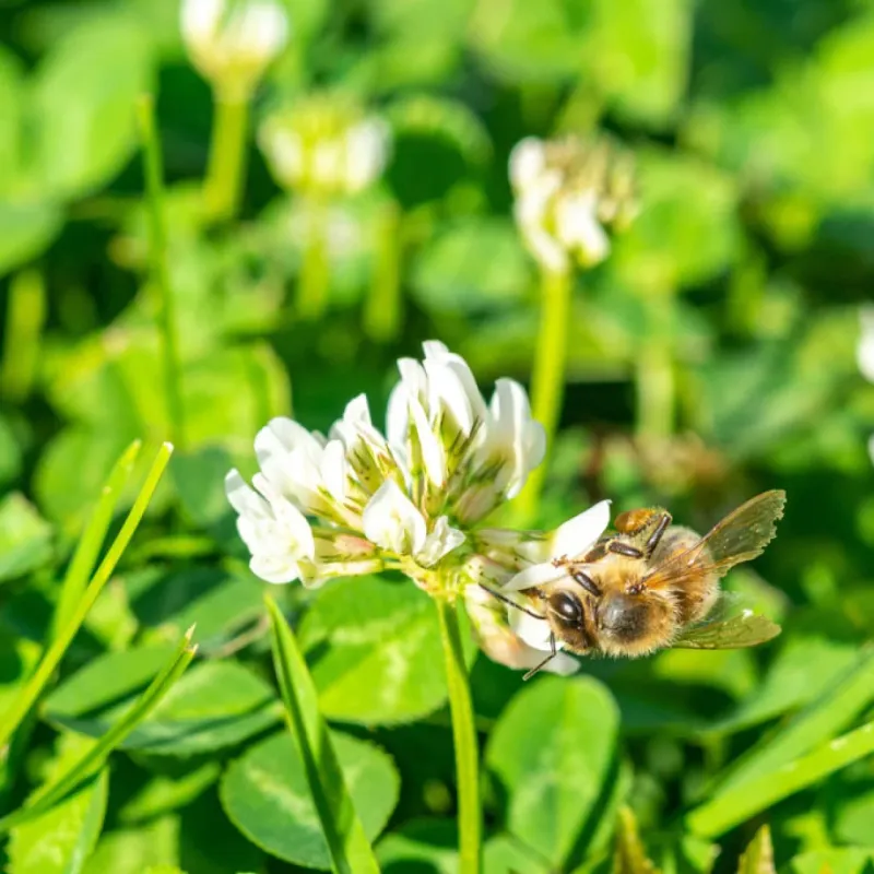 Keep clover in perspective