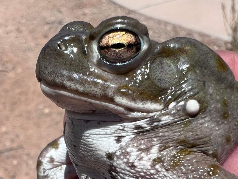 Keep dogs away from toads Keep dogs away from toads