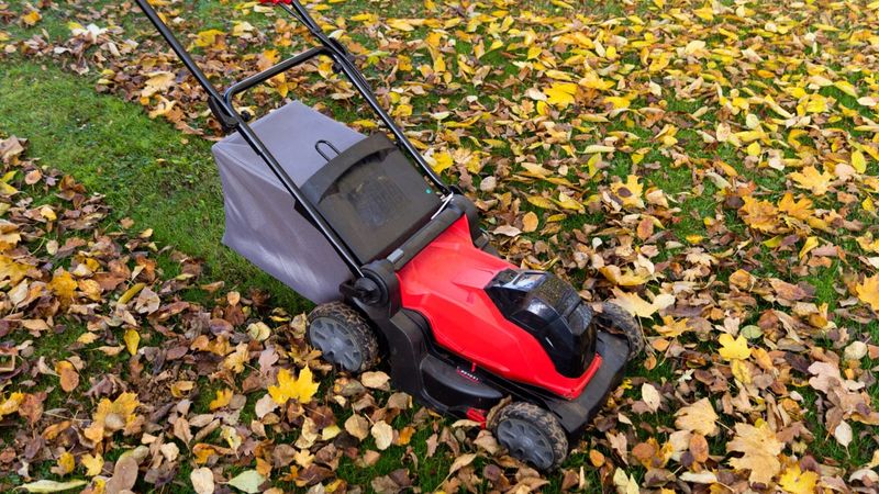 Keep only a thin layer on actively managed lawn Keep only a thin layer on actively managed lawn