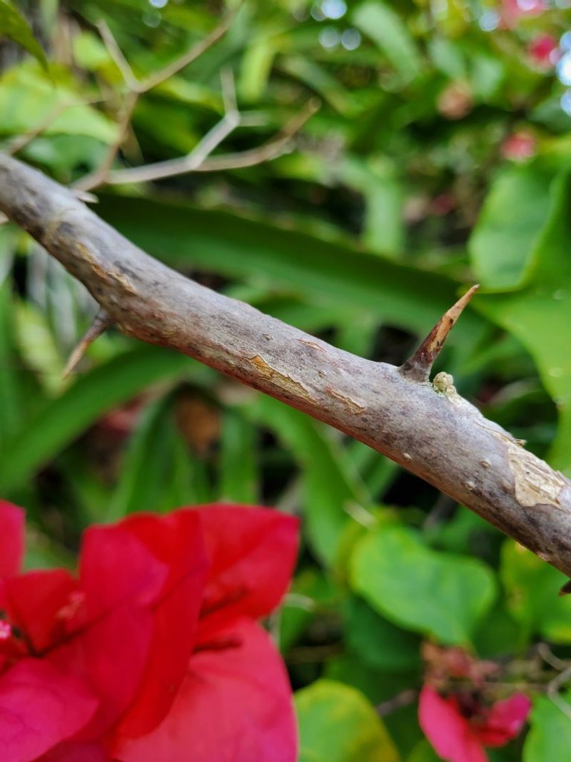 Keep thorny growth clear of the walkway